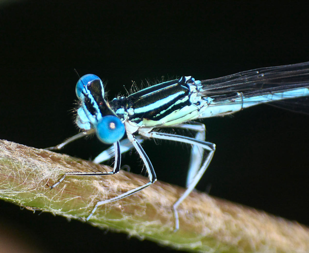 libellulina da identificare: Platycnemis pennipes